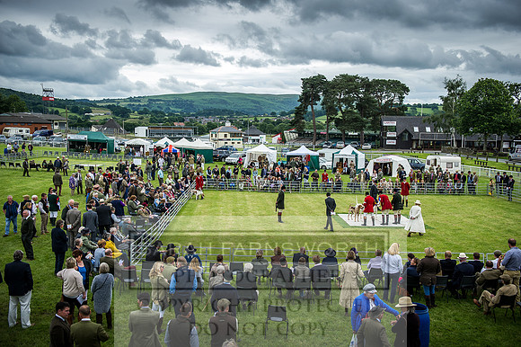 Builth Hound Show 2016-127