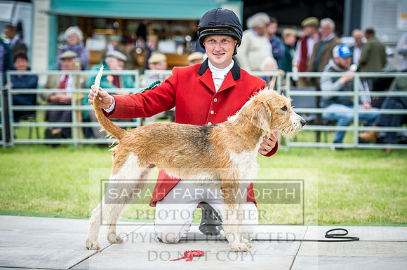 Builth Hound Show 2016-231