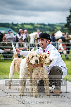 Builth Hound Show 2016-73