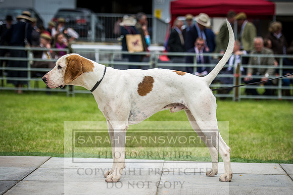 Builth Hound Show 2016-130