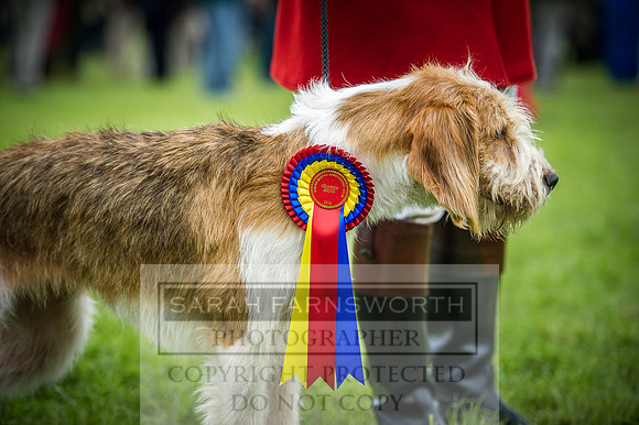 Builth Hound Show 2016-250