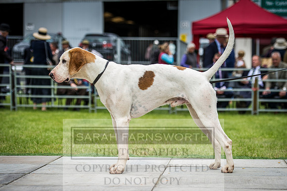 Builth Hound Show 2016-132