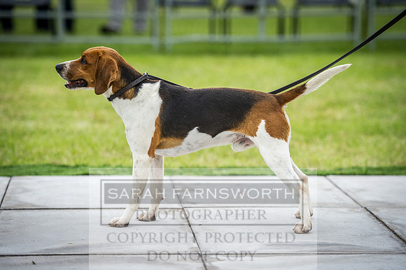 Builth Hound Show 2016-49