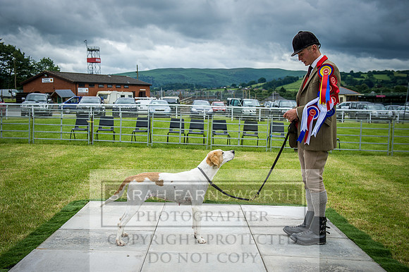 Builth Hound Show 2016-207