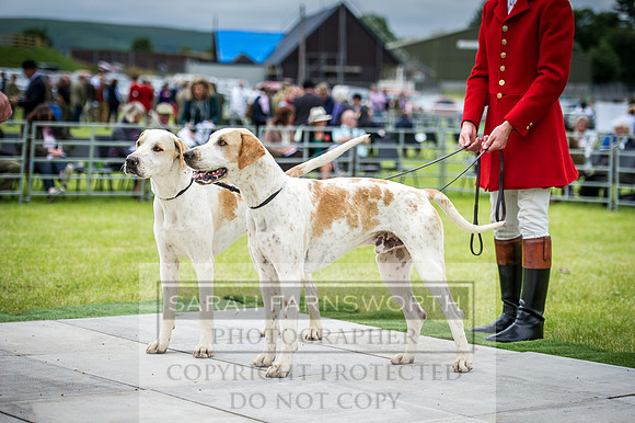 Builth Hound Show 2016-33
