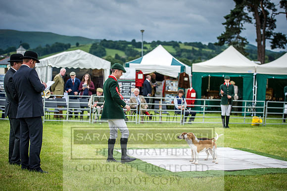 Builth Hound Show 2016-32