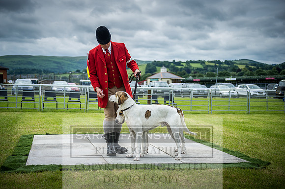 Builth Hound Show 2016-60