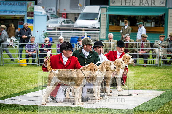 Builth Hound Show 2016-27