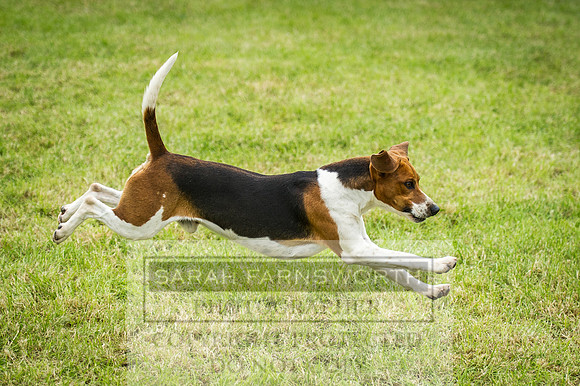 Builth Hound Show 2016-123