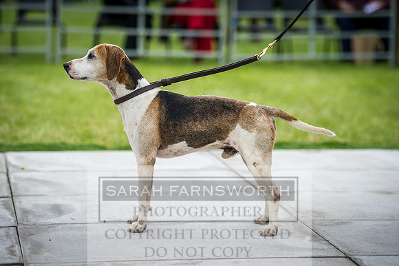 Builth Hound Show 2016-104
