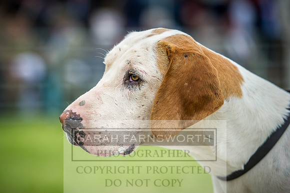 Builth Hound Show 2016-271