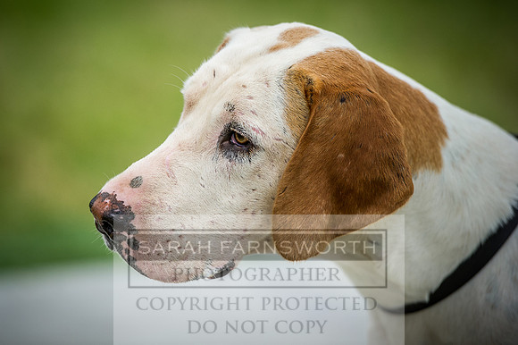 Builth Hound Show 2016-270