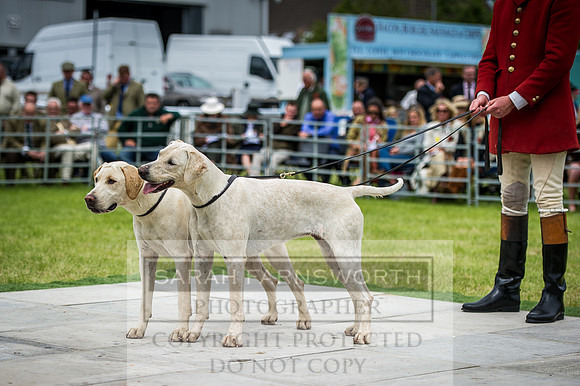 Builth Hound Show 2016-178