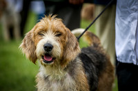 Wales & Border Counties Hound Show 2016