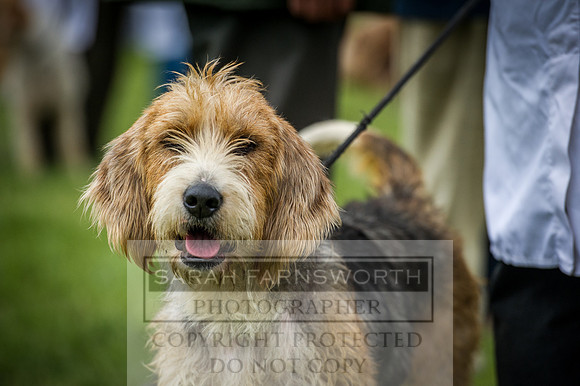 Builth Hound Show 2016-193