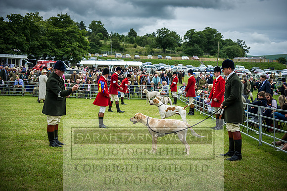 Builth Hound Show 2016-108