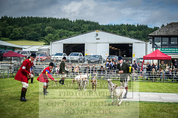 Builth Hound Show 2016-61