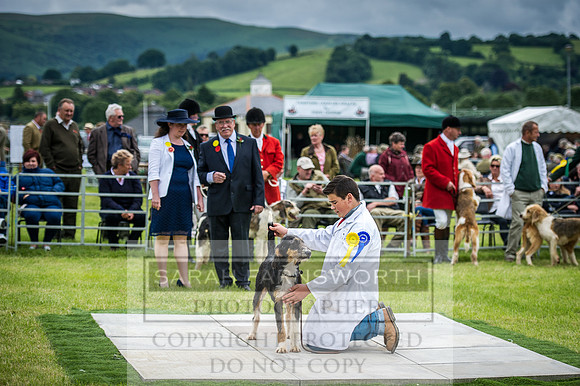 Builth Hound Show 2016-139
