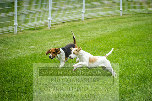 Builth Hound Show 2016-237
