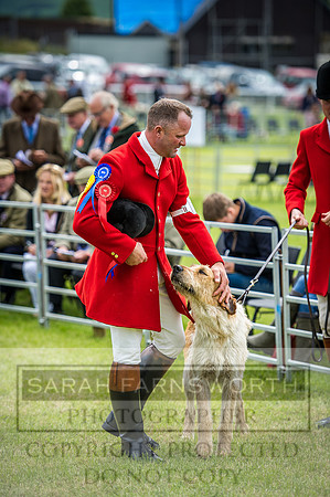 Builth Hound Show 2016-53
