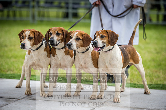 Builth Hound Show 2016-82