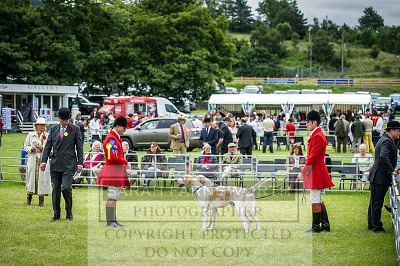 Builth Hound Show 2016-38
