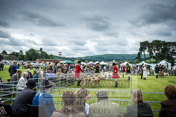 Builth Hound Show 2016-85
