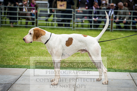 Builth Hound Show 2016-129