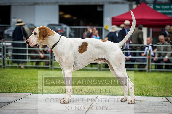 Builth Hound Show 2016-131
