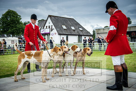 Builth Hound Show 2016-95