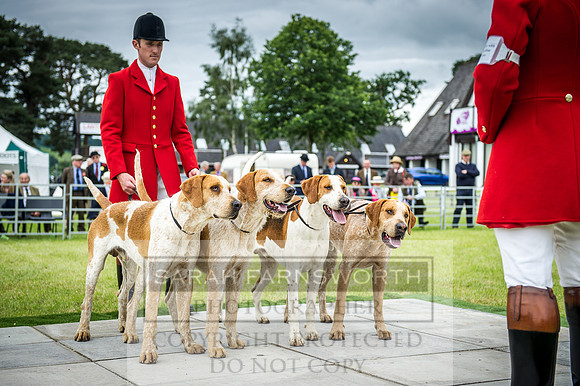 Builth Hound Show 2016-96