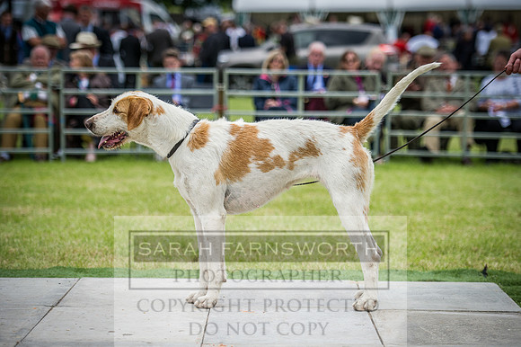 Builth Hound Show 2016-199