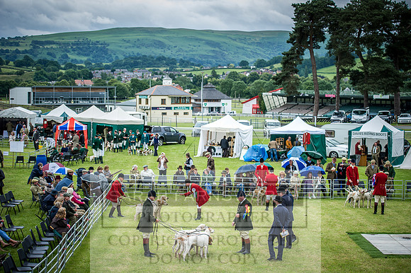 Builth Hound Show 2016-221