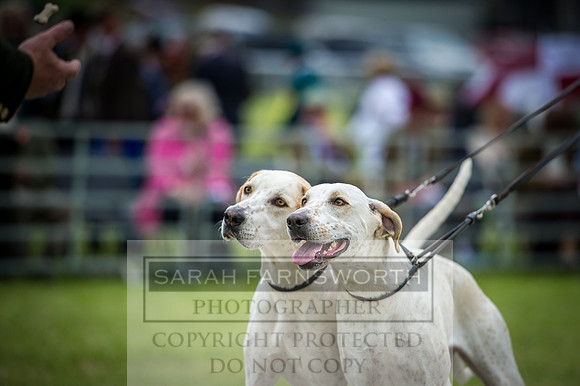 Builth Hound Show 2016-213