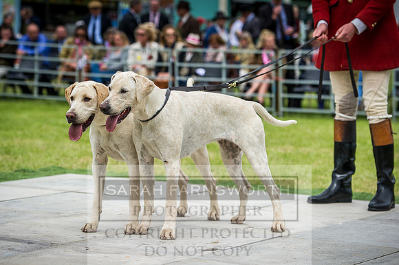 Builth Hound Show 2016-179