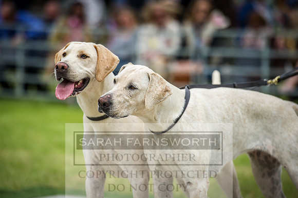 Builth Hound Show 2016-180
