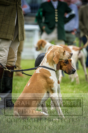 Builth Hound Show 2016-187