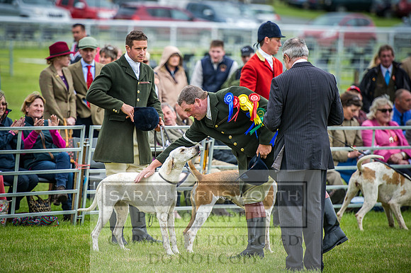 Builth Hound Show 2016-262