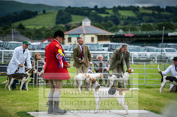 Builth Hound Show 2016-174