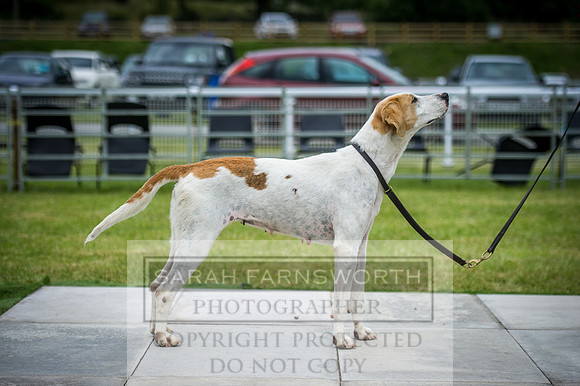 Builth Hound Show 2016-205