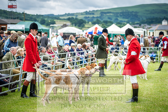 Builth Hound Show 2016-86