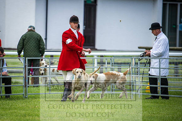 Builth Hound Show 2016-4