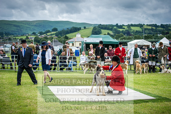 Builth Hound Show 2016-138