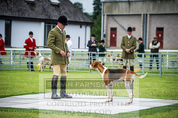 Builth Hound Show 2016-3