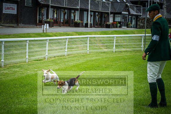 Builth Hound Show 2016-235