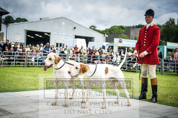 Builth Hound Show 2016-69
