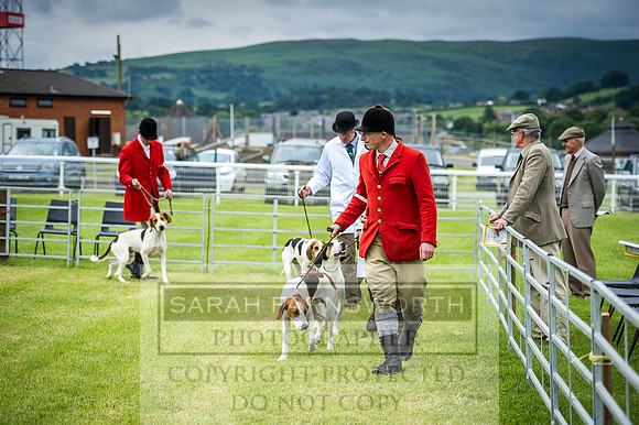 Builth Hound Show 2016-25