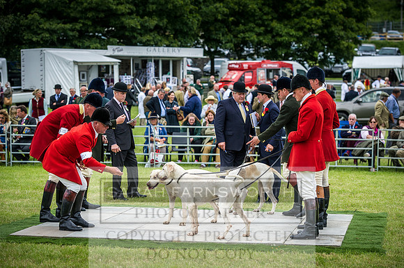 Builth Hound Show 2016-182