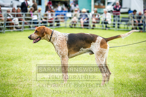 Builth Hound Show 2016-17