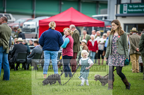 Builth Hound Show 2016-102